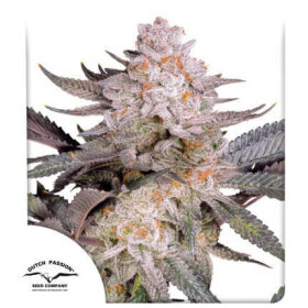 Dutch Passion Orange Bud 2.0 - 3 feminized seeds