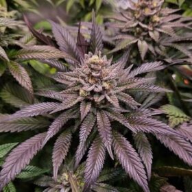 Dutch Passion Orange Bud 2.0 - 3 feminized seeds