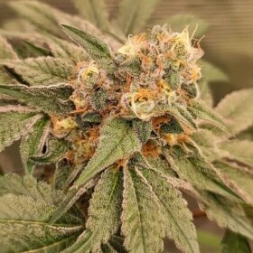 Dutch Passion Orange Bud 2.0 - 3 feminisierte Samen