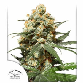 Dutch Passion Orange Hill Special® - 3 feminized seeds