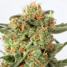 Dutch Passion Orange Hill Special® - 3 feminized seeds