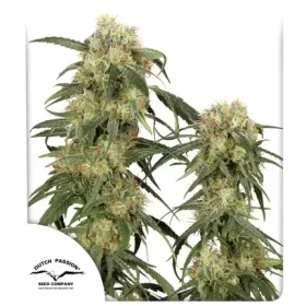 Dutch Passion Pamir Gold® - 3 feminized seeds