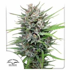 Dutch Passion Passion #1® - 3 feminized seeds