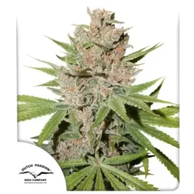 Dutch Passion Passion Fruit® - 3 feminized seeds