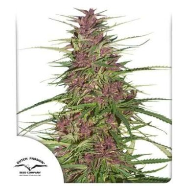 Dutch Passion Purple #1® - 3 feminisierte Samen