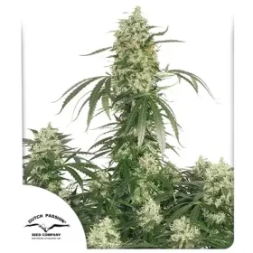 Dutch Passion The Ultimate® - 3 feminized seeds