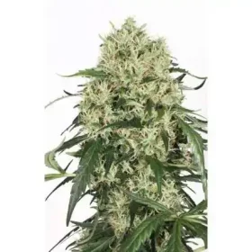 Dutch Passion The Ultimate® - 3 feminized seeds