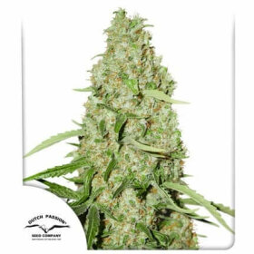 Dutch Passion Think Fast® - 3 feminized seeds