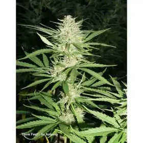 Dutch Passion Think Fast® - 3 feminized seeds