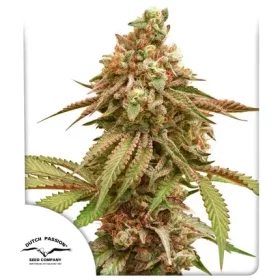 Dutch Passion Tropical Tangie - 3 feminized seeds