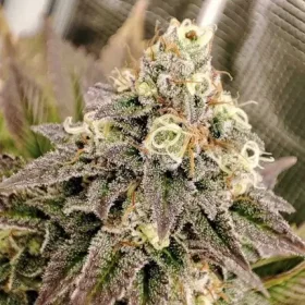 Dutch Passion Tropical Tangie - 3 feminized seeds