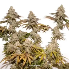 Dutch Passion Tropical Tangie - 3 feminisierte Samen