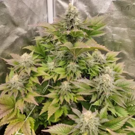 Dutch Passion Tropical Tangie - 3 feminisierte Samen