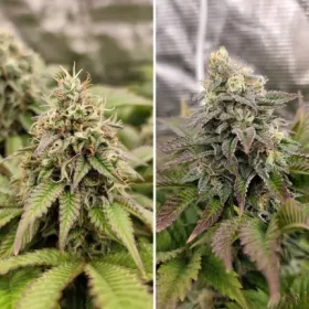 Dutch Passion Tropical Tangie - 3 feminisierte Samen