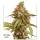 Dutch Passion Tropical Tangie - 3 feminisierte Samen