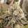 Dutch Passion Tropical Tangie - 3 feminisierte Samen