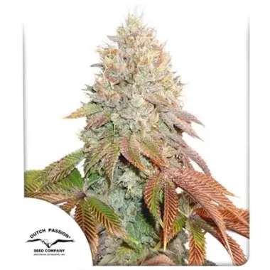 Dutch Passion Banana Blaze® AUTO - 3 automatisierte...