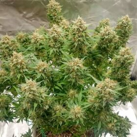 Dutch Passion Banana Blaze® AUTO - 3 automated seeds