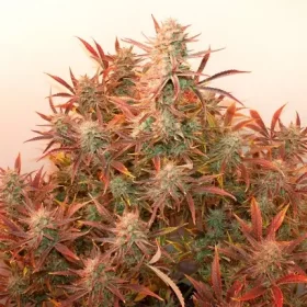 Dutch Passion Banana Blaze® AUTO - 3 autoflowering Samen