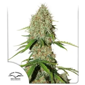 Dutch Passion Brooklyn Sunrise® AUTO - 3 automated seeds