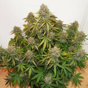 Dutch Passion Brooklyn Sunrise® AUTO - 3 autoflowering Samen