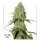 Dutch Passion Brooklyn Sunrise® AUTO - 3 autoflowering Samen