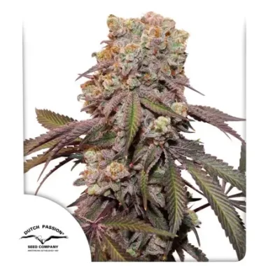 Dutch Passion Candy Bubatz XL AUTO - 3 autoflowering Samen