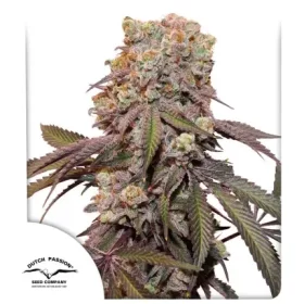 Dutch Passion Candy Bubatz XL AUTO - 3 automated seeds