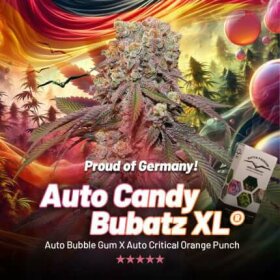 Dutch Passion Candy Bubatz XL AUTO - 3 autoflowering Samen