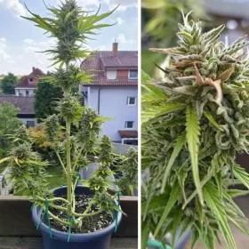 Dutch Passion Candy Bubatz XL AUTO - 3 autoflowering Samen