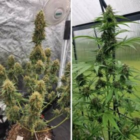 Dutch Passion Candy Bubatz XL AUTO - 3 autoflowering Samen