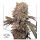 Dutch Passion Candy Bubatz XL AUTO - 3 autoflowering Samen