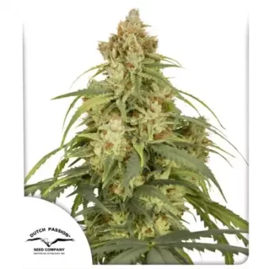 Dutch Passion CBD-Victory® CBD AUTO - 3...