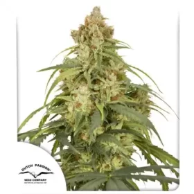 Dutch Passion CBD-Victory® CBD AUTO - 3 automated seeds