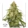 Dutch Passion CBD-Victory® CBD AUTO - 3 automatisierte Samen