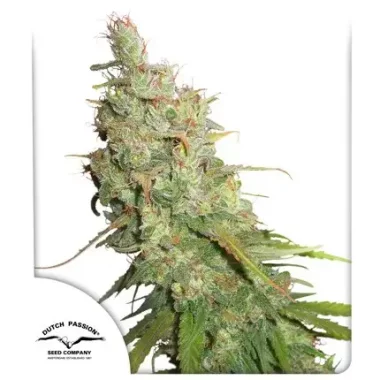 Dutch Passion Desfrán® AUTO - 3 autoflowering...