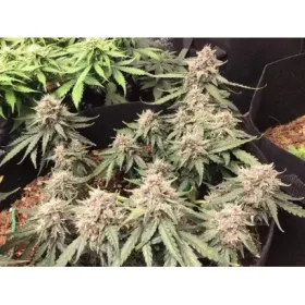 Dutch Passion Desfrán® AUTO - 3 autoflowering Samen