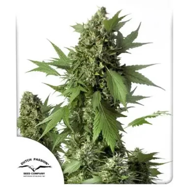 Dutch Passion Duck® AUTO - 3 autoflowering Samen