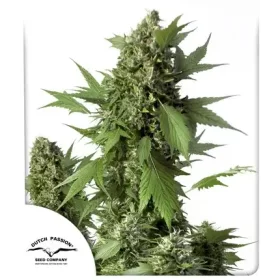 Dutch Passion Duck® AUTO - 3 automated seeds