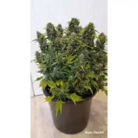 Dutch Passion Duck® AUTO - 3 autoflowering Samen