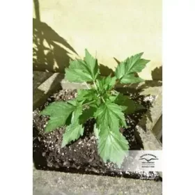 Dutch Passion Duck® AUTO - 3 autoflowering Samen