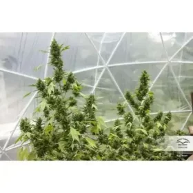 Dutch Passion Duck® AUTO - 3 autoflowering Samen