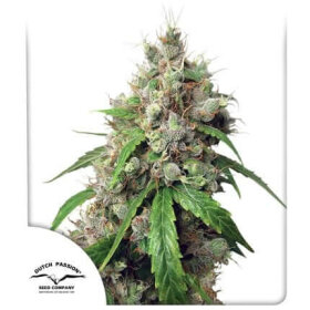 Dutch Passion Euforia® AUTO - 3 automated seeds