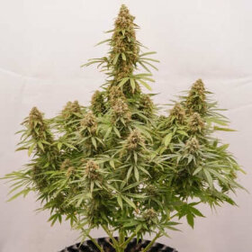 Dutch Passion Euforia® AUTO - 3 automated seeds