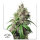 Dutch Passion Euforia® AUTO - 3 autoflowering Samen