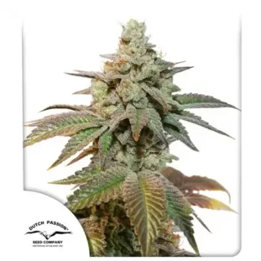 Dutch Passion Kerosene Krash® AUTO - 3 autoflowering...