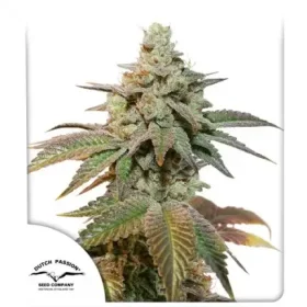 Dutch Passion Kerosene Krash® AUTO - 3 automated seeds