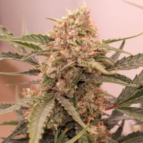 Dutch Passion Kerosene Krash® AUTO - 3 automated seeds