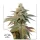 Dutch Passion Kerosene Krash® AUTO - 3 autoflowering Samen