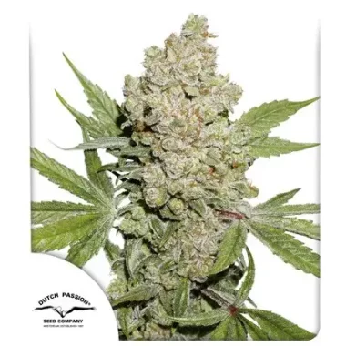 Dutch Passion Lemon Kix® AUTO - 3 autoflowering Samen